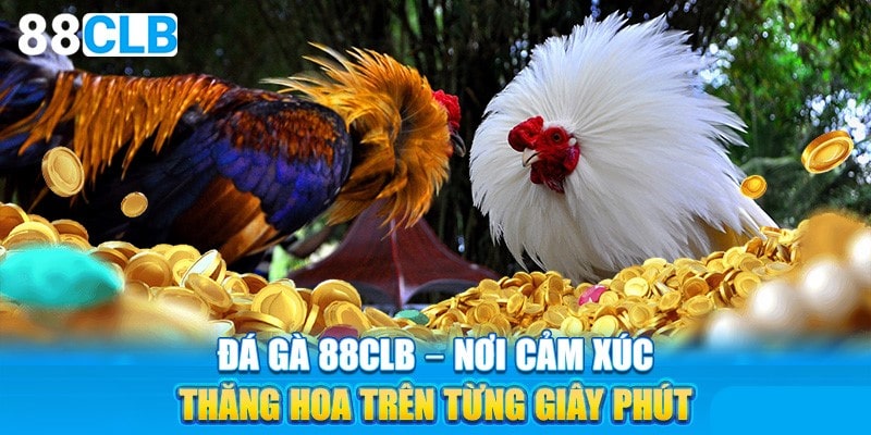 Sự khác biệt nổi bật của sảnh đá gà 88clb